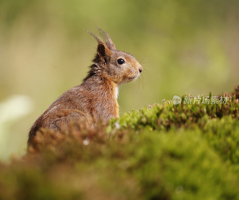 红松鼠(Sciurus vulgaris)